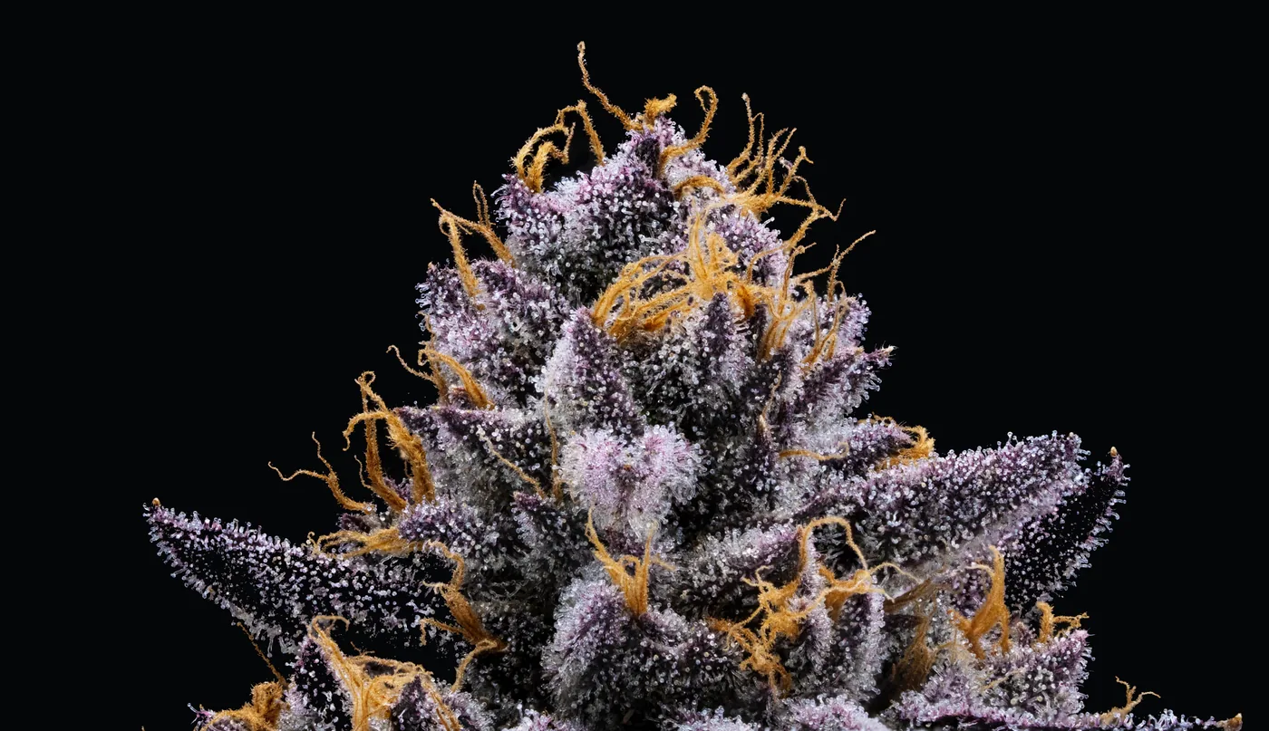 Exotic cannabis flower macro