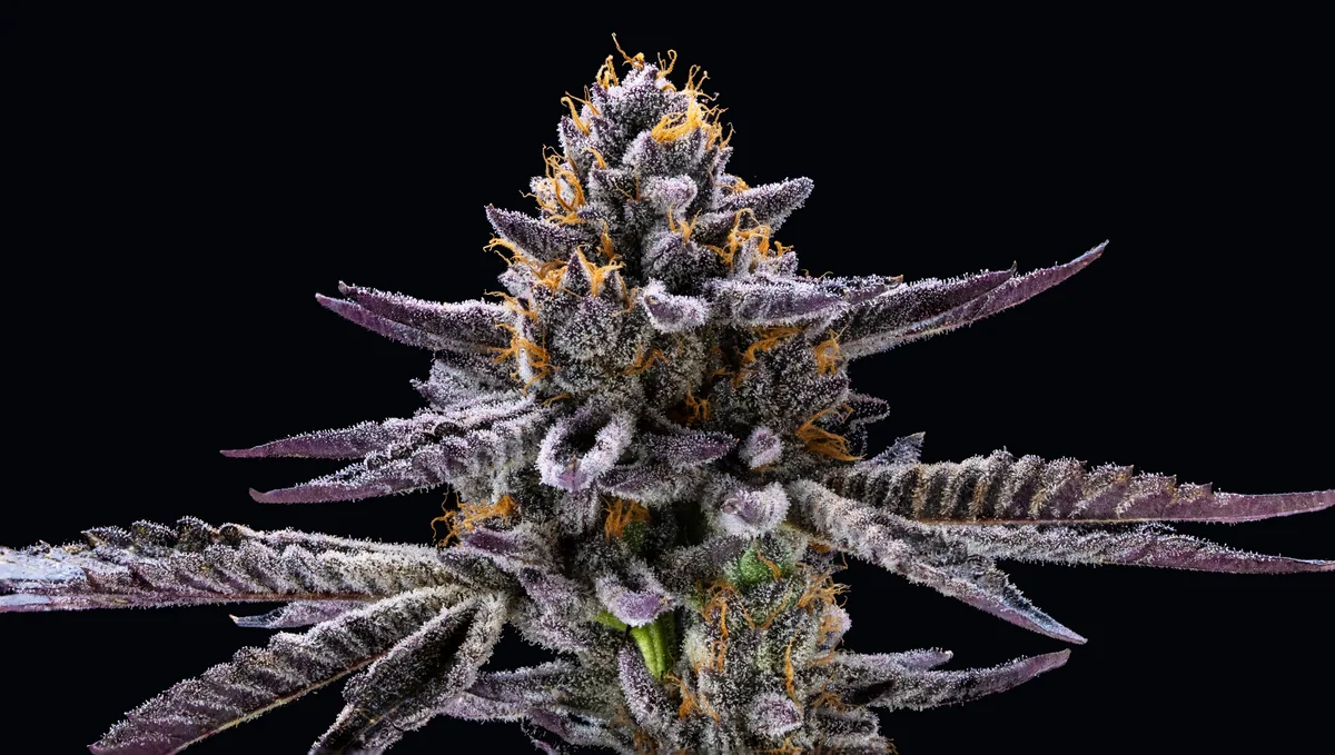 Frosty purple cannabis cola